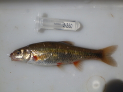Pseudobarbus afer