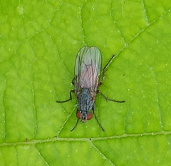 Lispocephala brachialis