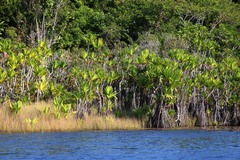 Pandanus platyphyllus