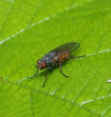 Lispocephala brachialis