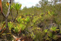 Pandanus platyphyllus
