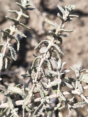 escobilla