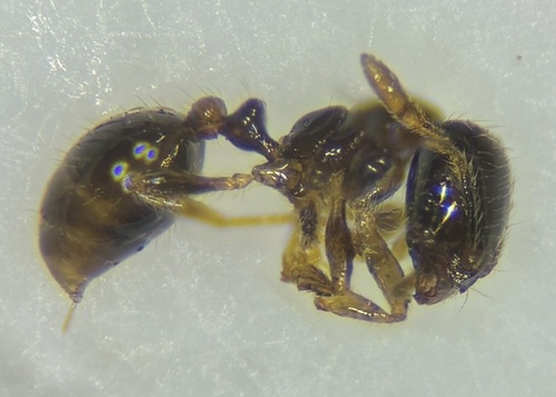 Solenopsis papuana observed 2026-08-26