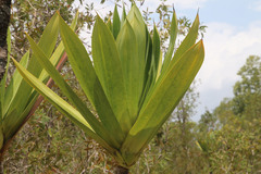 Pandanus platyphyllus
