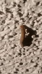 Lepidoptera