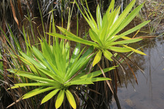 Pandanus platyphyllus