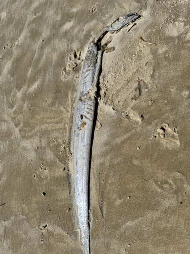 Largehead Hairtail