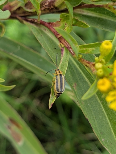 Goldenrod Leaf Beetle