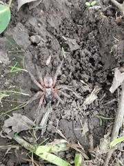 Araneae