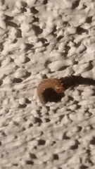 Lepidoptera