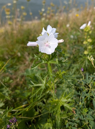 musk mallow