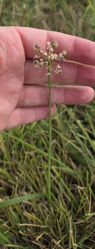 Allium angulosum