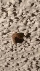 Lepidoptera