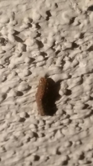 Lepidoptera