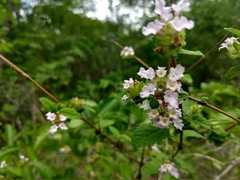 Lantana fucata