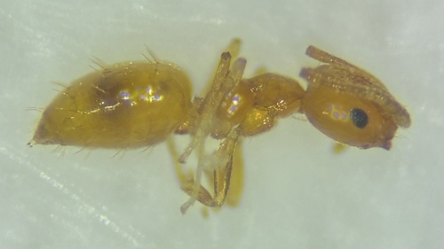 Plagiolepis alluaudi observed 2026-09-02