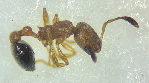 Cardiocondyla emeryi observed 2026-09-02