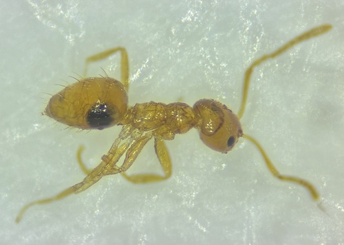 Plagiolepis alluaudi observed 2026-09-02