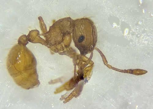 Wasmannia auropunctata observed 2026-09-02