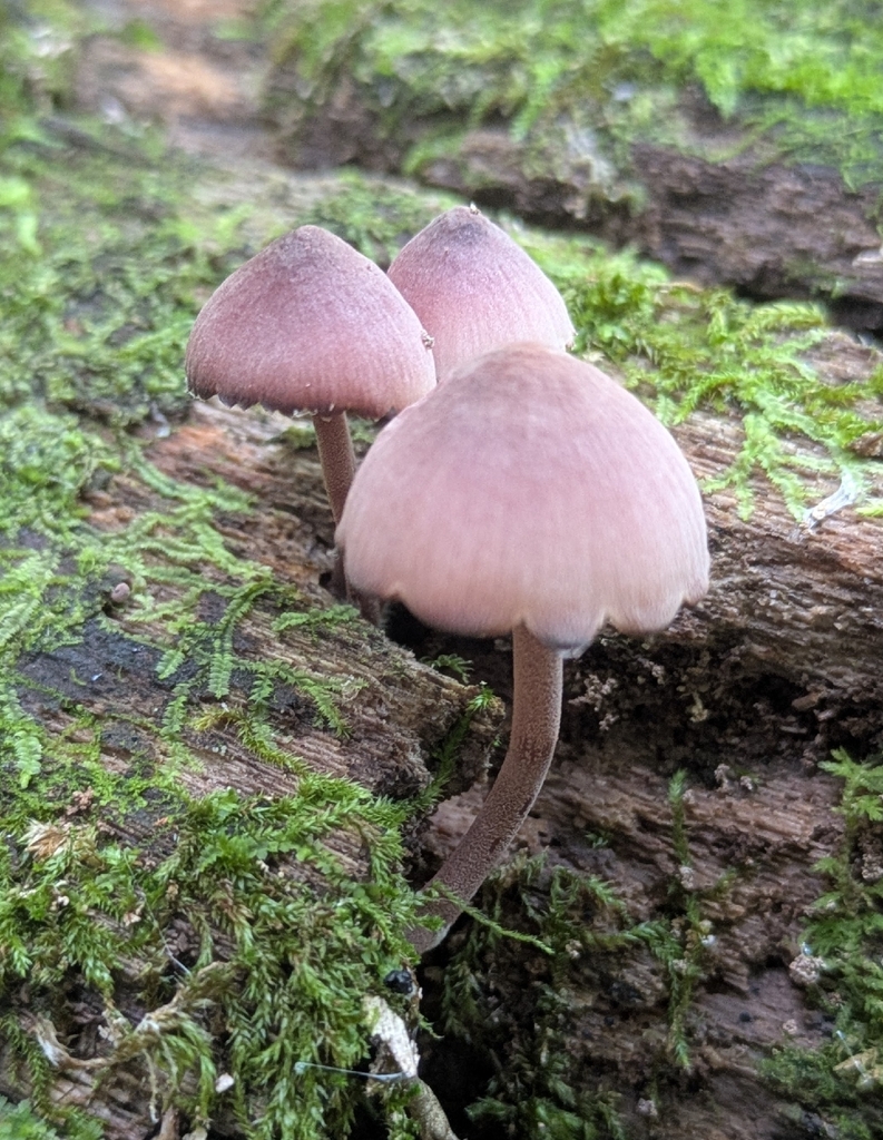 Bleeding Fairy Helmet · September 2026 · photo: Photo: no rights reserved · iNaturalist