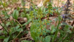 Cruciata glabra