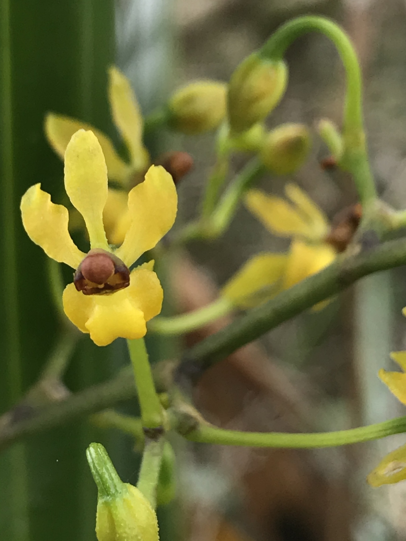 Cyrtochilum murinum (Rchb.f.) Kraenzl. 3