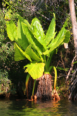 Typhonodorum lindleyanum