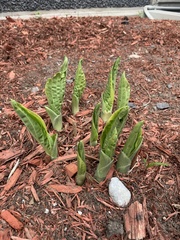 Hosta