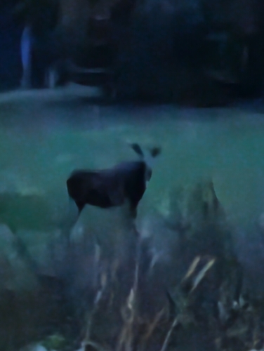 Moose
