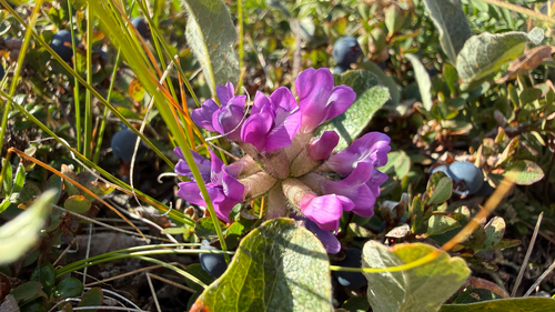 field locoweed