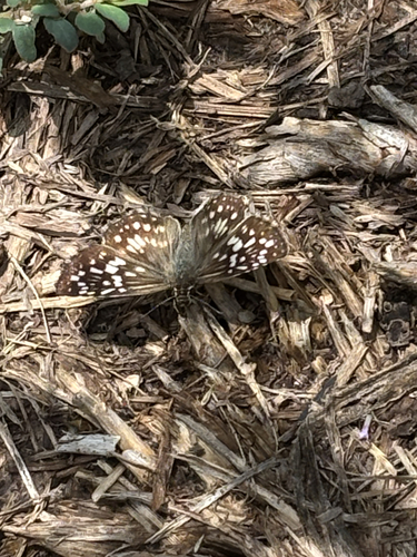 Tropical Checkered-Skipper