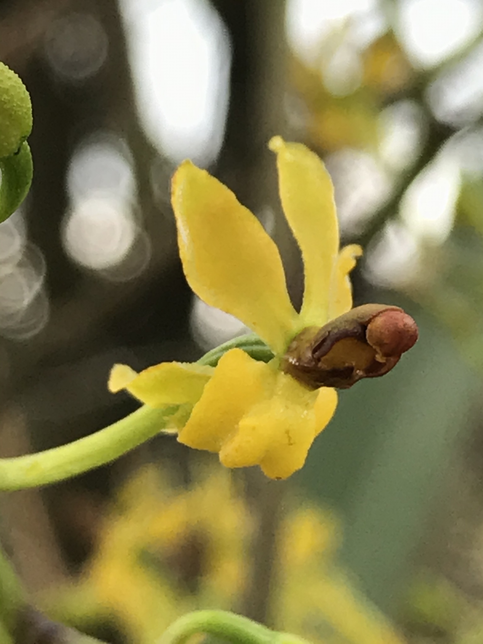 Cyrtochilum murinum (Rchb.f.) Kraenzl. 2
