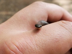 Diadophis punctatus stictogenys