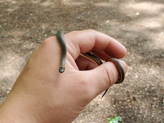 Diadophis punctatus stictogenys