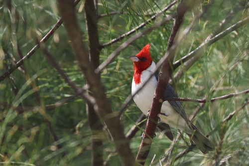 Red-crested Cardinal