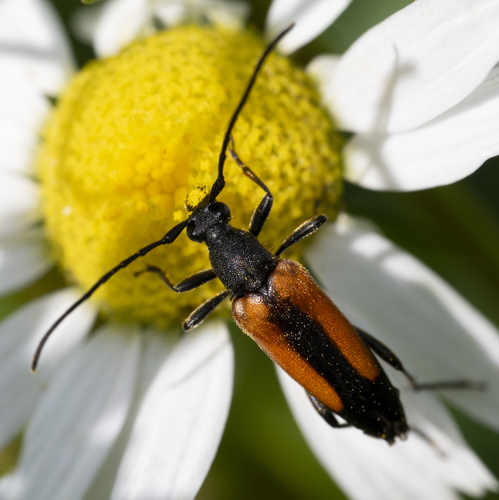 Black-striped Longhorn Beetle
