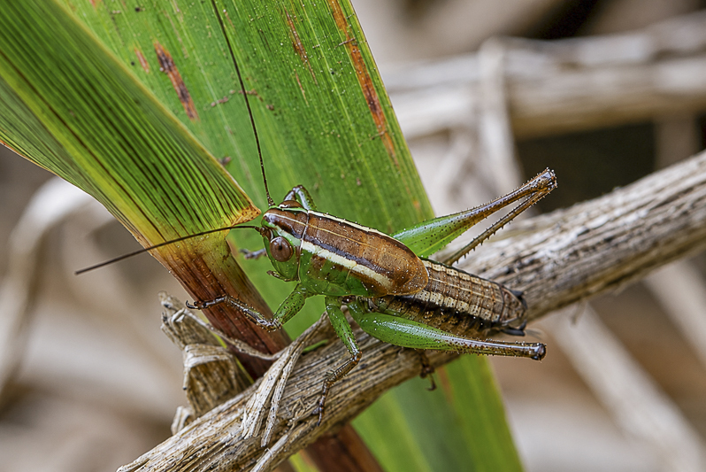 Phlesirtes keniensis