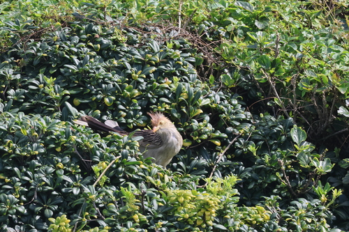 Guira Cuckoo