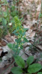 Cruciata glabra