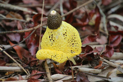 Phallus luteus