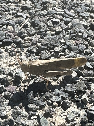 Carolina Grasshopper