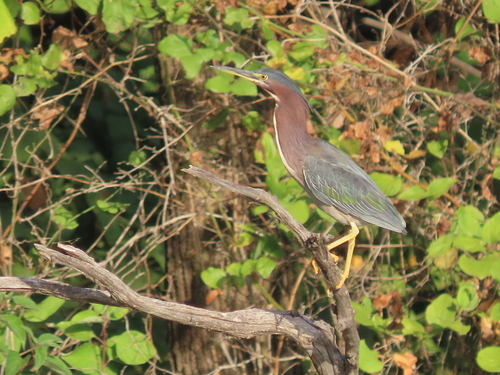 Green Heron