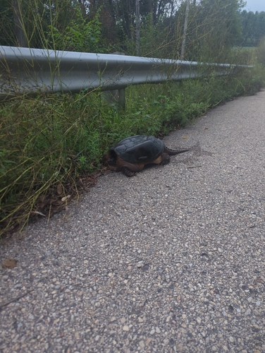 Common Snapping Turtle