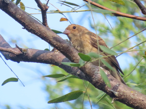 Indigo Bunting