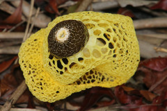 Phallus luteus