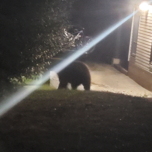 Black Bear sighting near Greater Vancouver