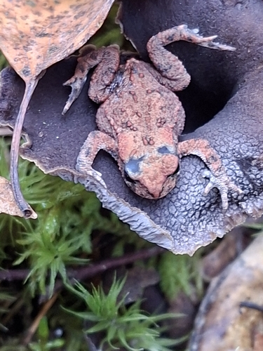 European Toad