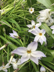 Ipheion