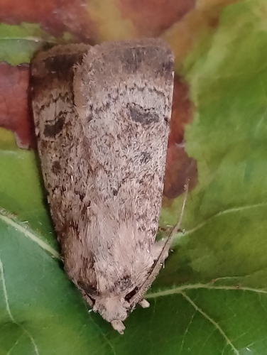 Crescent Dart