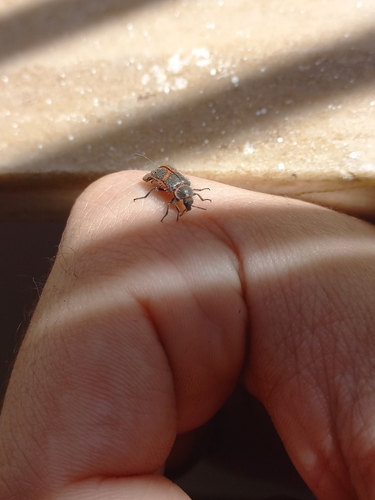 Astylus cyanerythrus